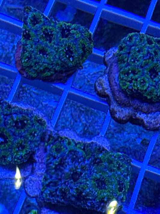 Micromussa micromussa