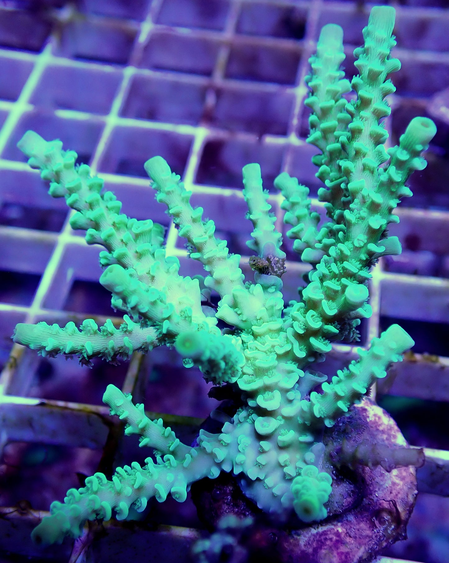 WYSIWYG-Green Acropora millepora mini colony - WorldofReefs.com