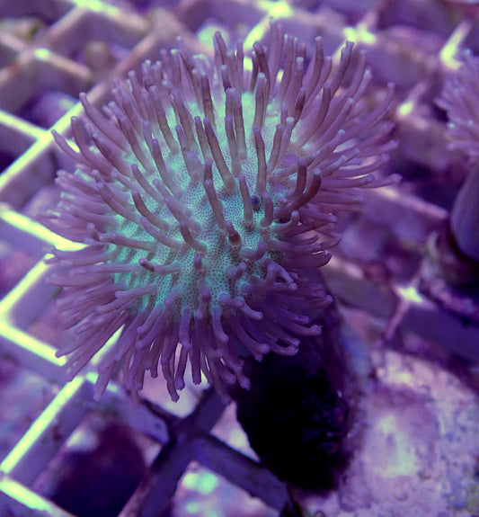 Sarcophyton Toadstool