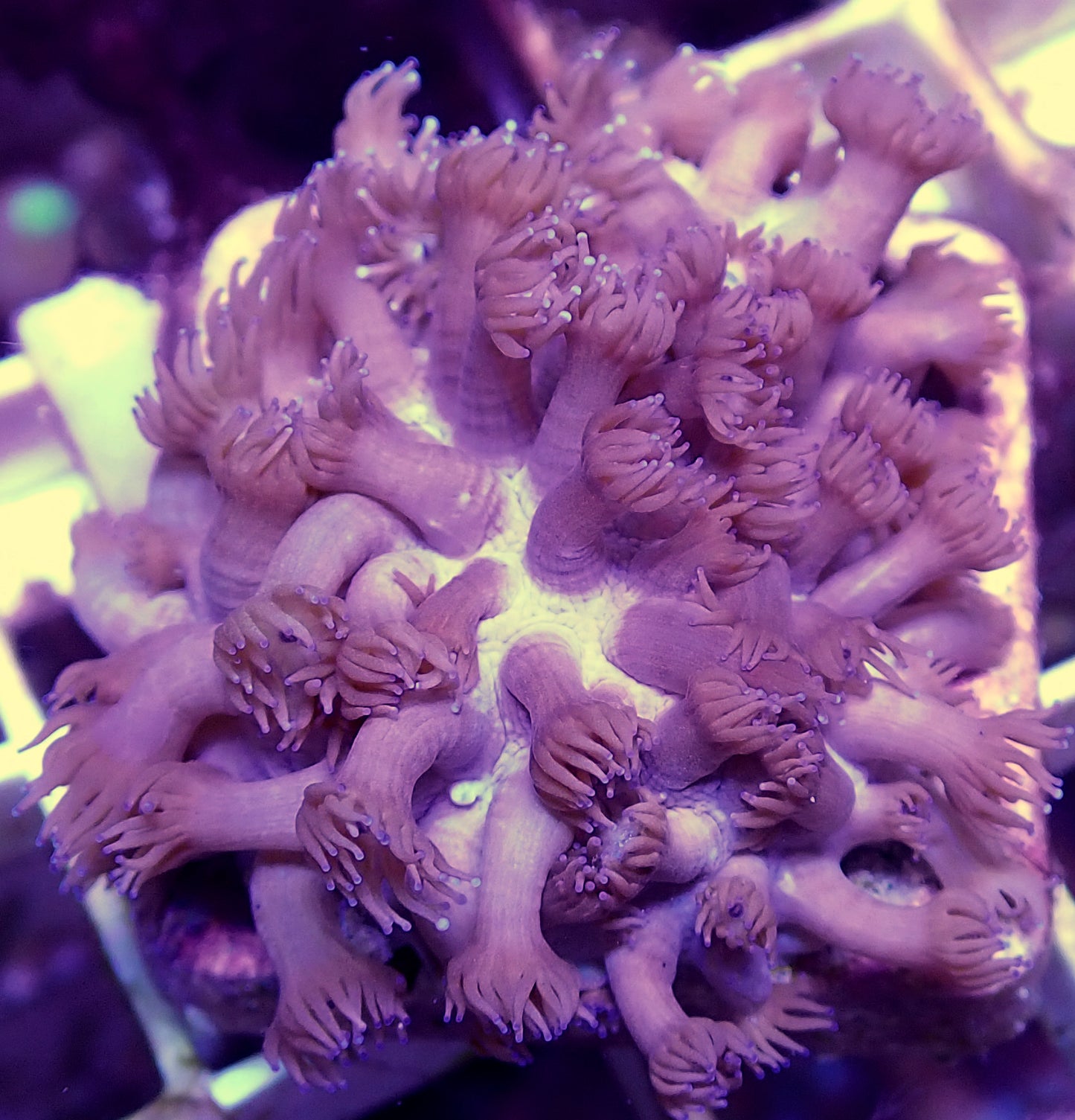 WYSIWYG-Pink Gonipora - WorldofReefs.com