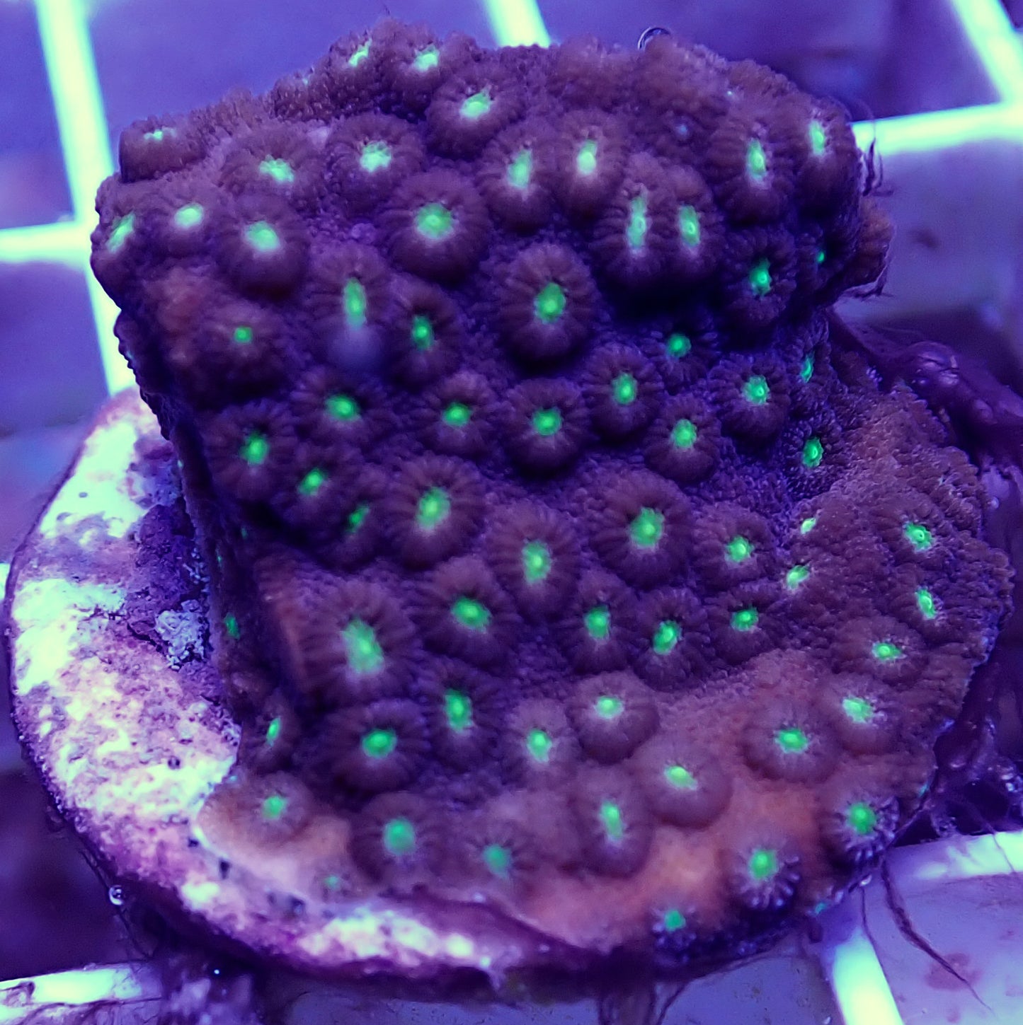 WYSIWYG-Cyphastrea sp - WorldofReefs.com