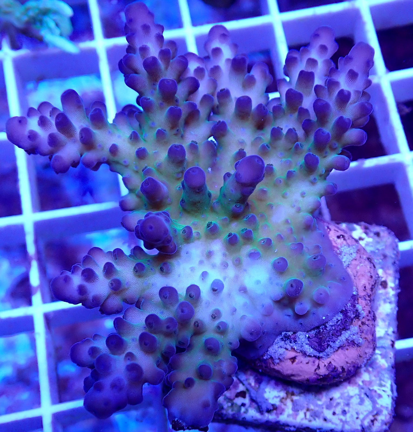 WYSIWYG Acropora Apache Chief WorldofReefs.com