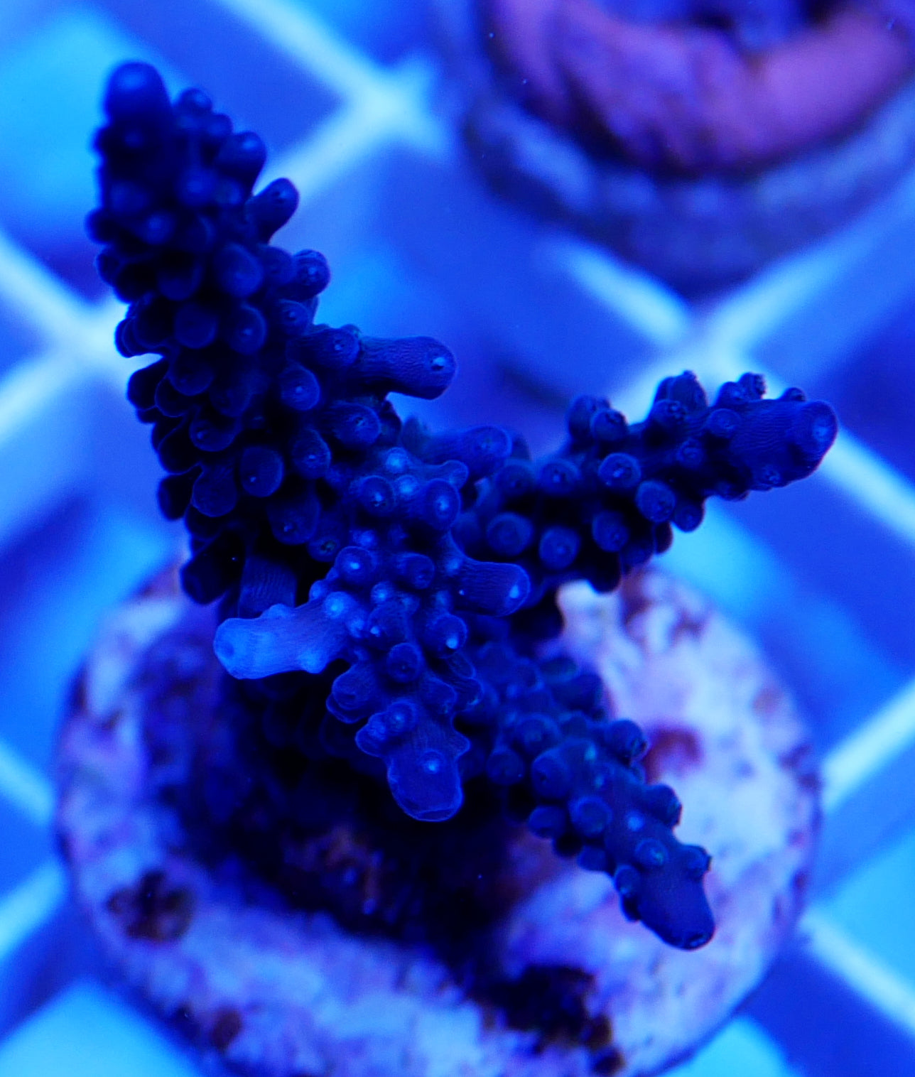 WYSIWYG- Blue Staghorn Acropora WorldofReefs.com