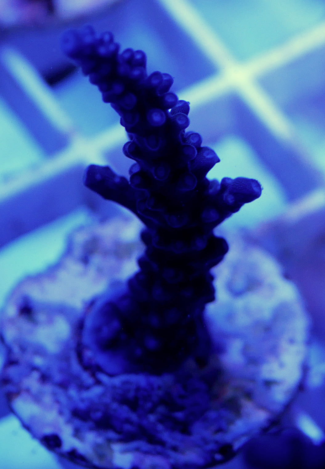 WYSIWYG- Blue Staghorn Acropora (small2) WorldofReefs.com