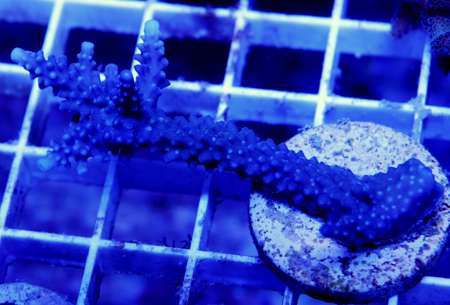 WYSIWYG Blue Staghorn WorldofReefs.com