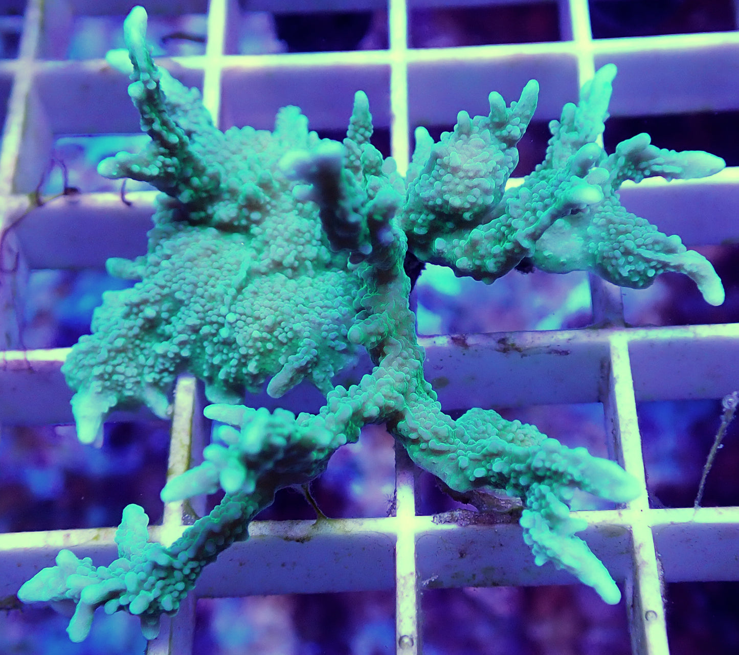 WYSIWYG-Large Elkhorn Montipora WorldofReefs.com