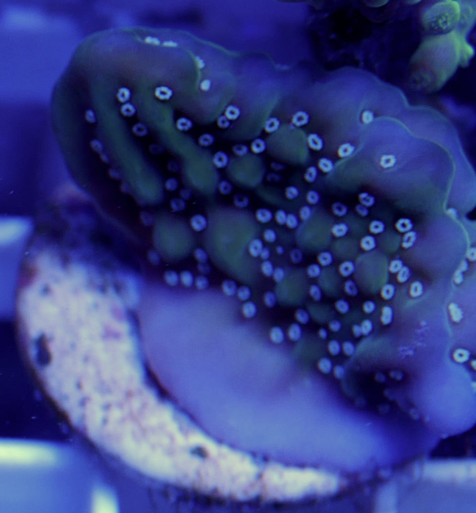 WYSIWYG Montipora 3 Pack WorldofReefs.com