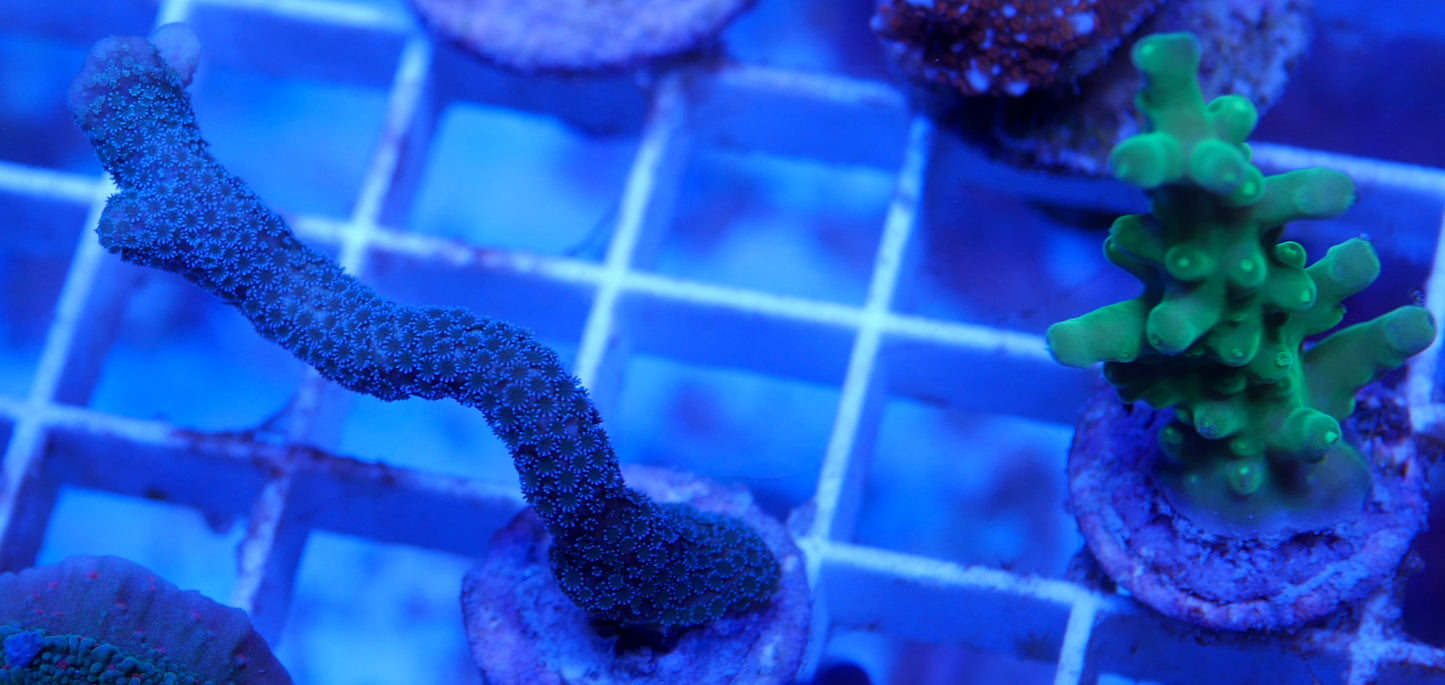 WYSIWYG Two Pack- Acroprora and Montipora WorldofReefs.com