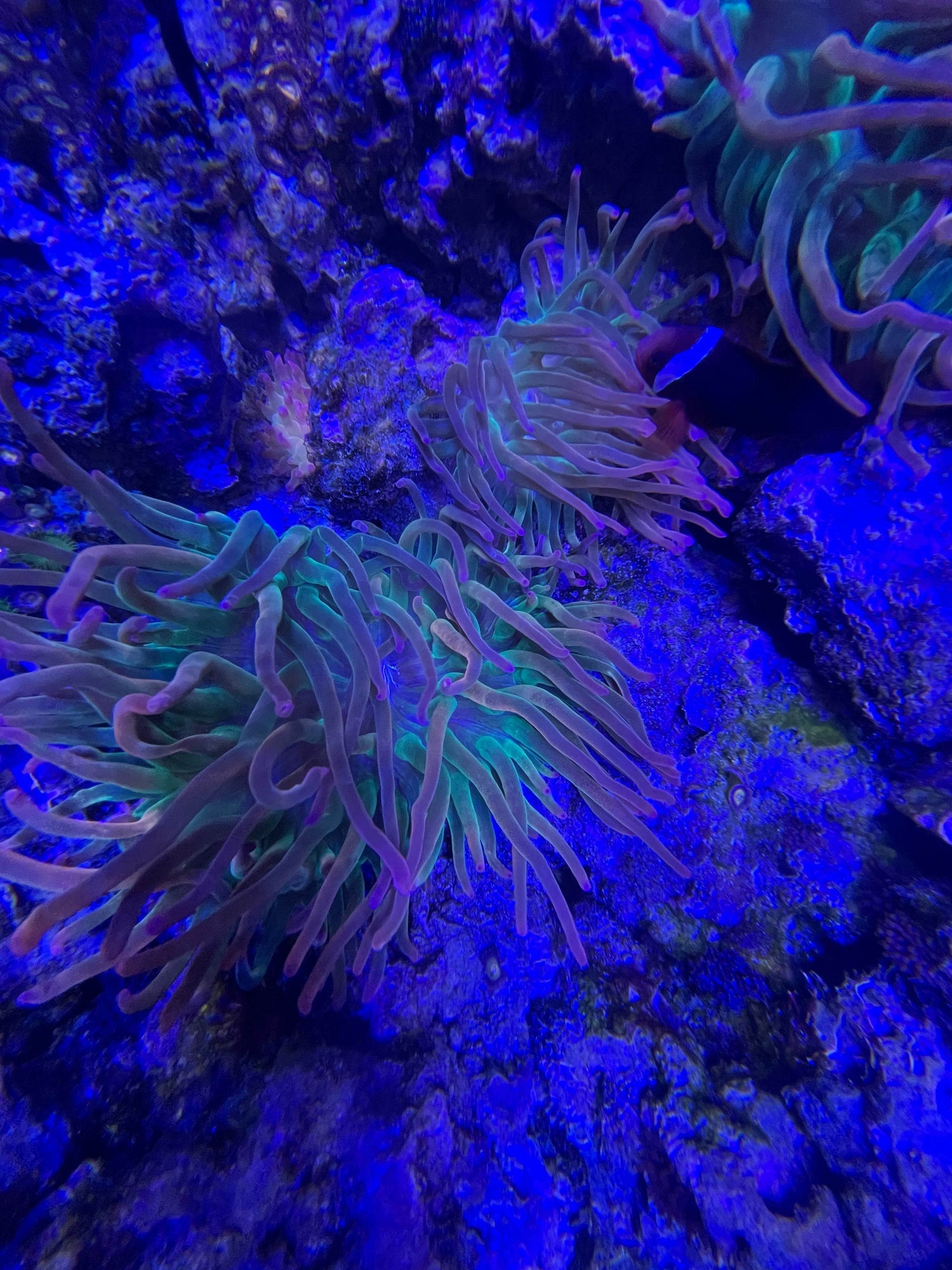 Anemones - WorldofReefs.com