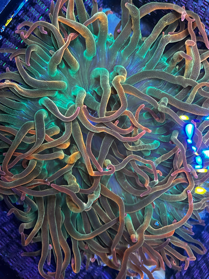 WYSIWYG - Large Nova Afterglow Anemone