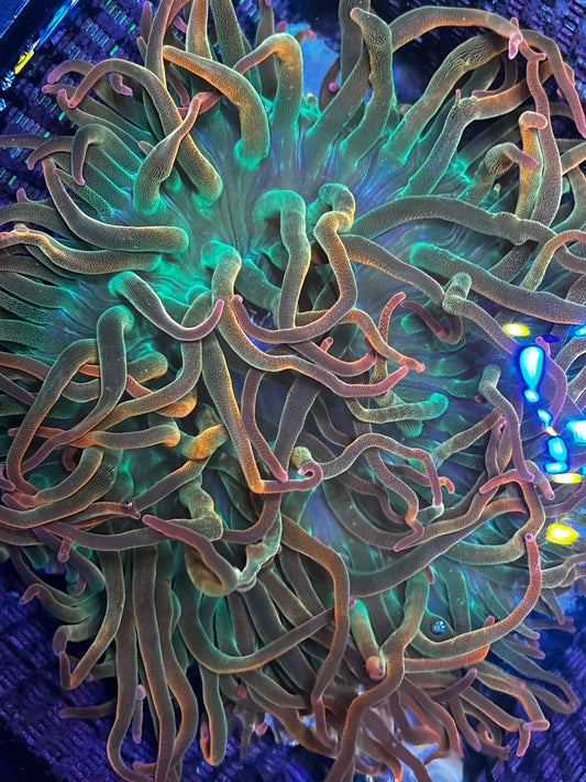 WYSIWYG - Large Nova Afterglow Anemone