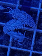 Berghia nudibranch