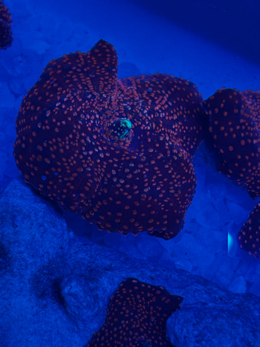 Superman Discosoma Mushroom