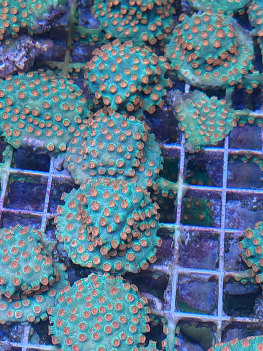 Meteor Shower Cyphastrea