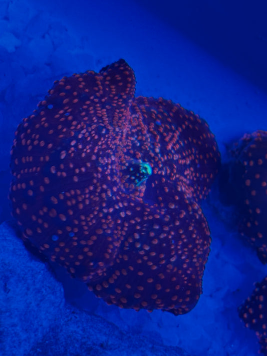 Superman Discosoma Mushroom