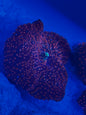 Superman Discosoma Mushroom