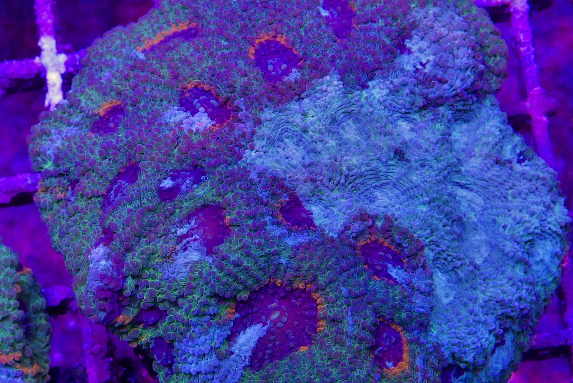 Acan Echinata WorldofReefs.com