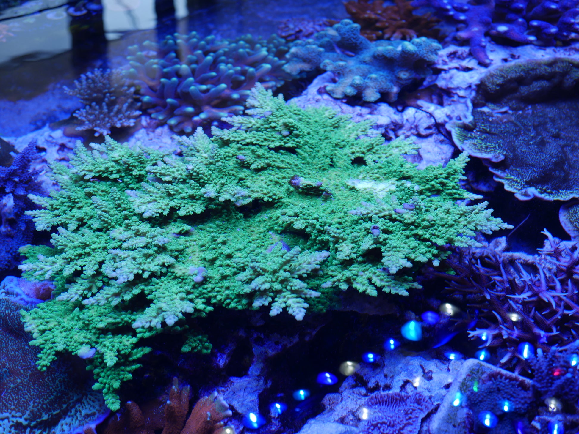 Acropora florida WorldofReefs.com