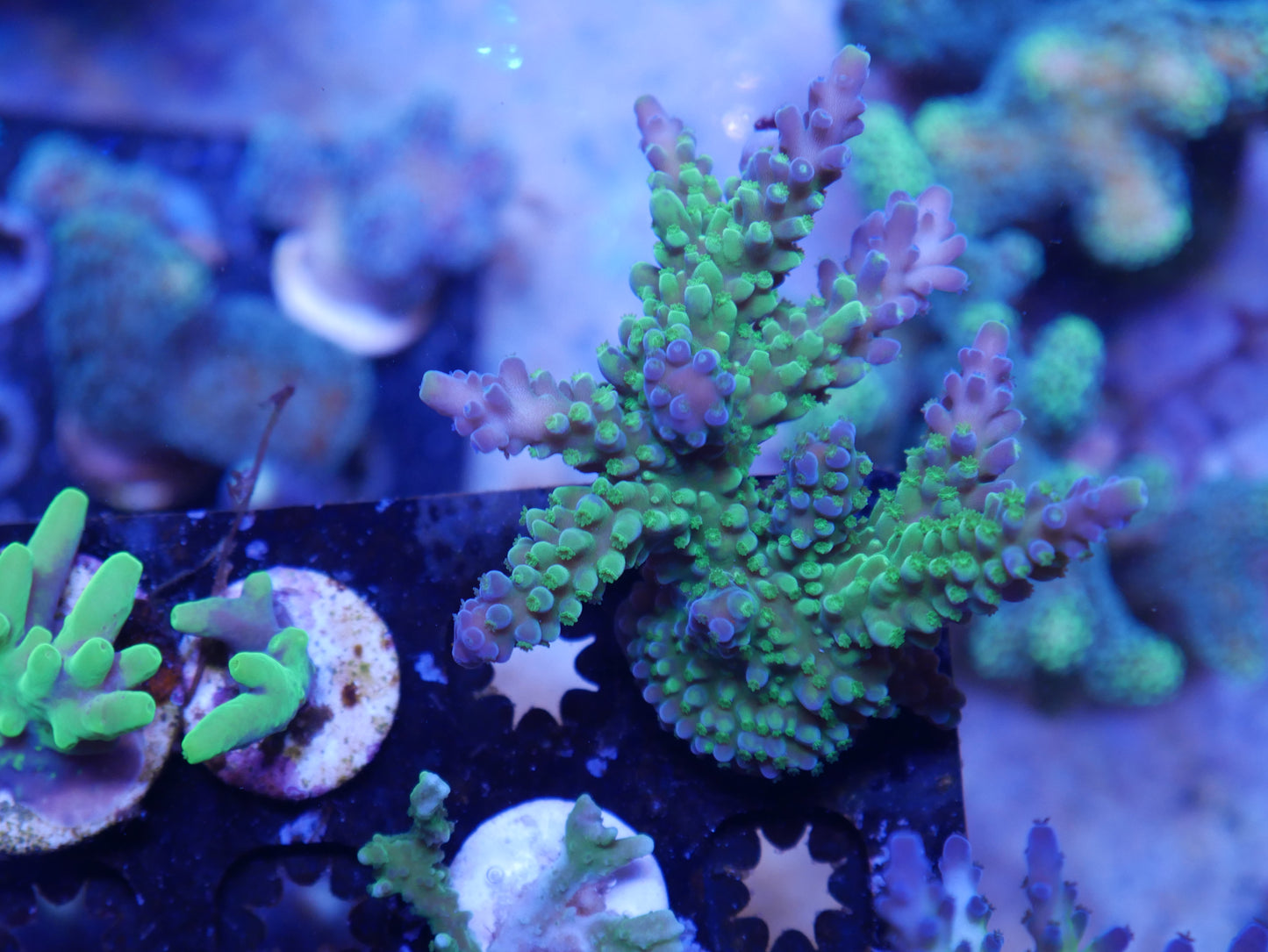 Acropora florida WorldofReefs.com