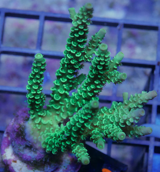 Acropora millepora- Bright green WorldofReefs.com