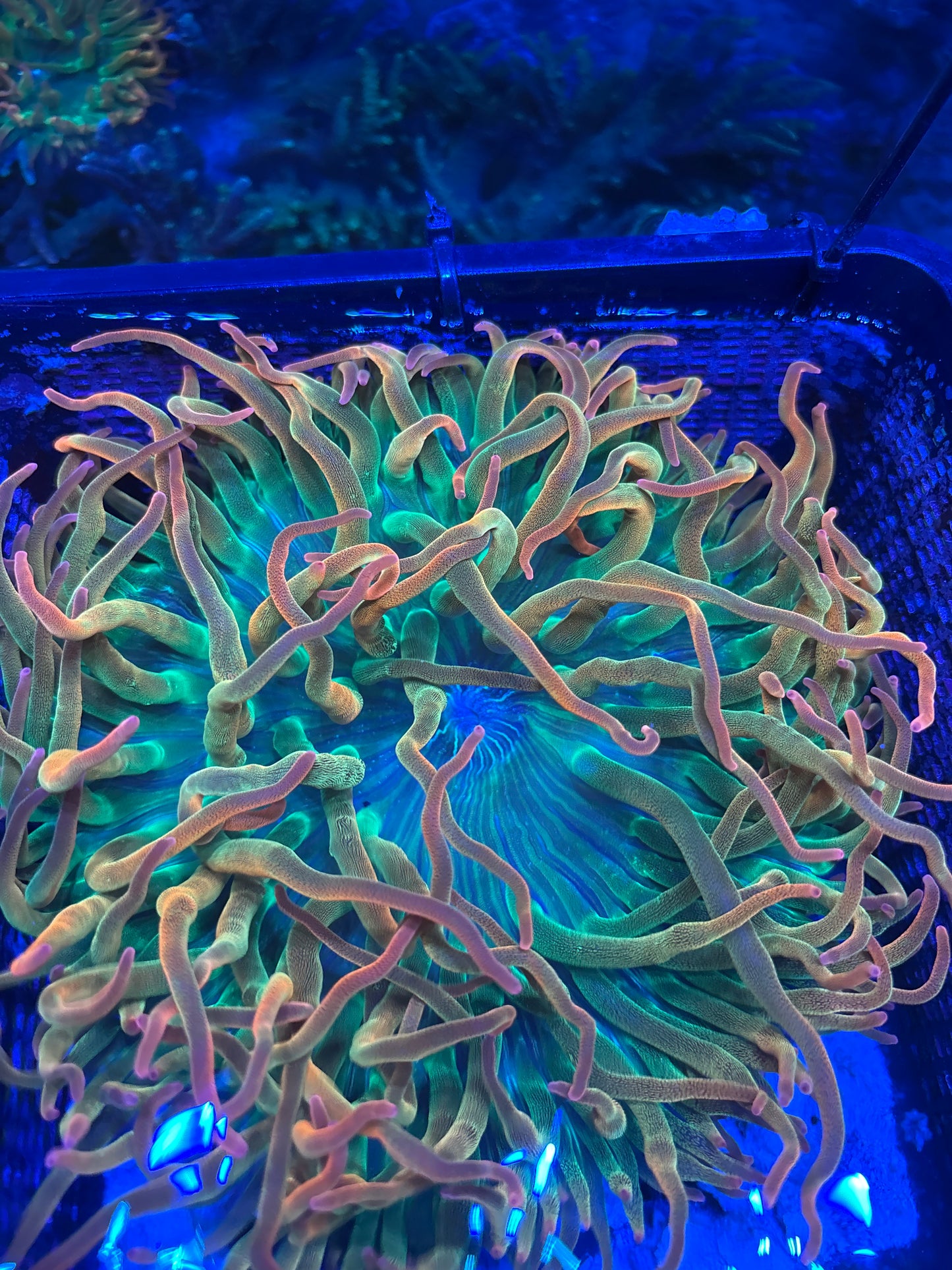 WYSIWYG - Large Nova Afterglow Anemone