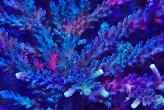 Bi-Color Stag Horn Acropora WorldofReefs.com