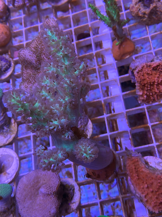 Coral fragments growing on a grid