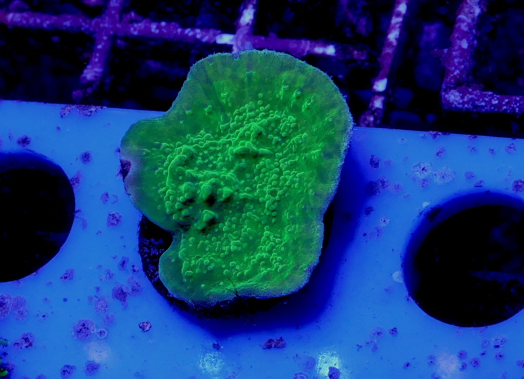 Bright Green Plating Montipora Capricornins WorldofReefs.com