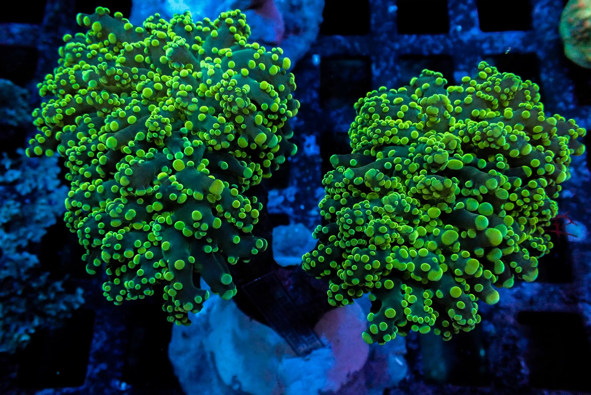 Click Here To See Our Maricultured Euphyllia WorldofReefs.com