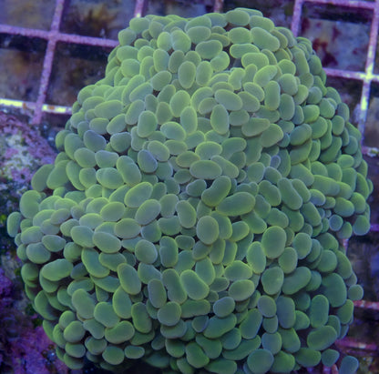 Click Here To See Our Maricultured Euphyllia WorldofReefs.com