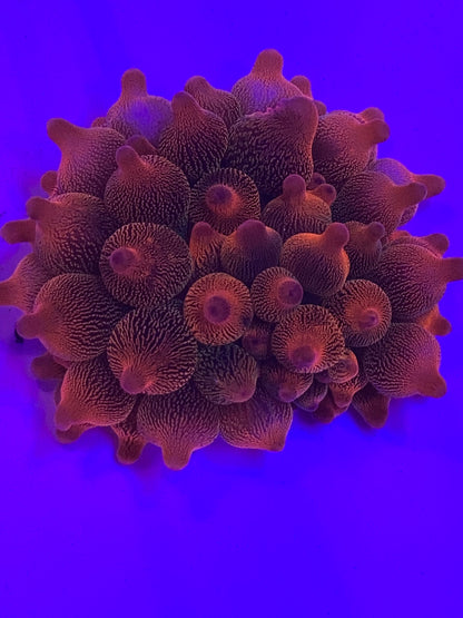 Cultured Rainbow Bubble Tip Anemone WorldofReefs.com