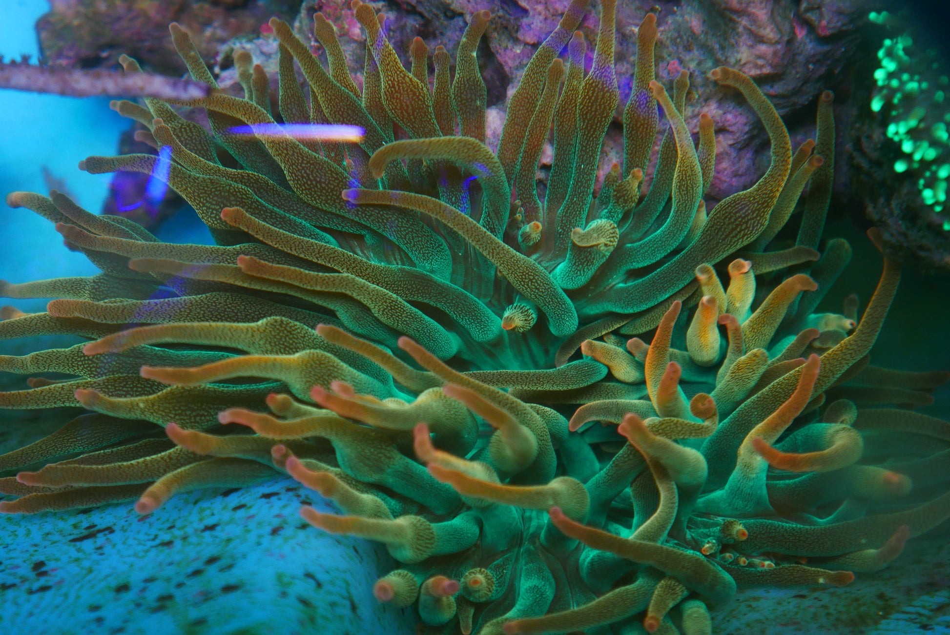 Cultured Rainbow Bubble Tip Anemone WorldofReefs.com