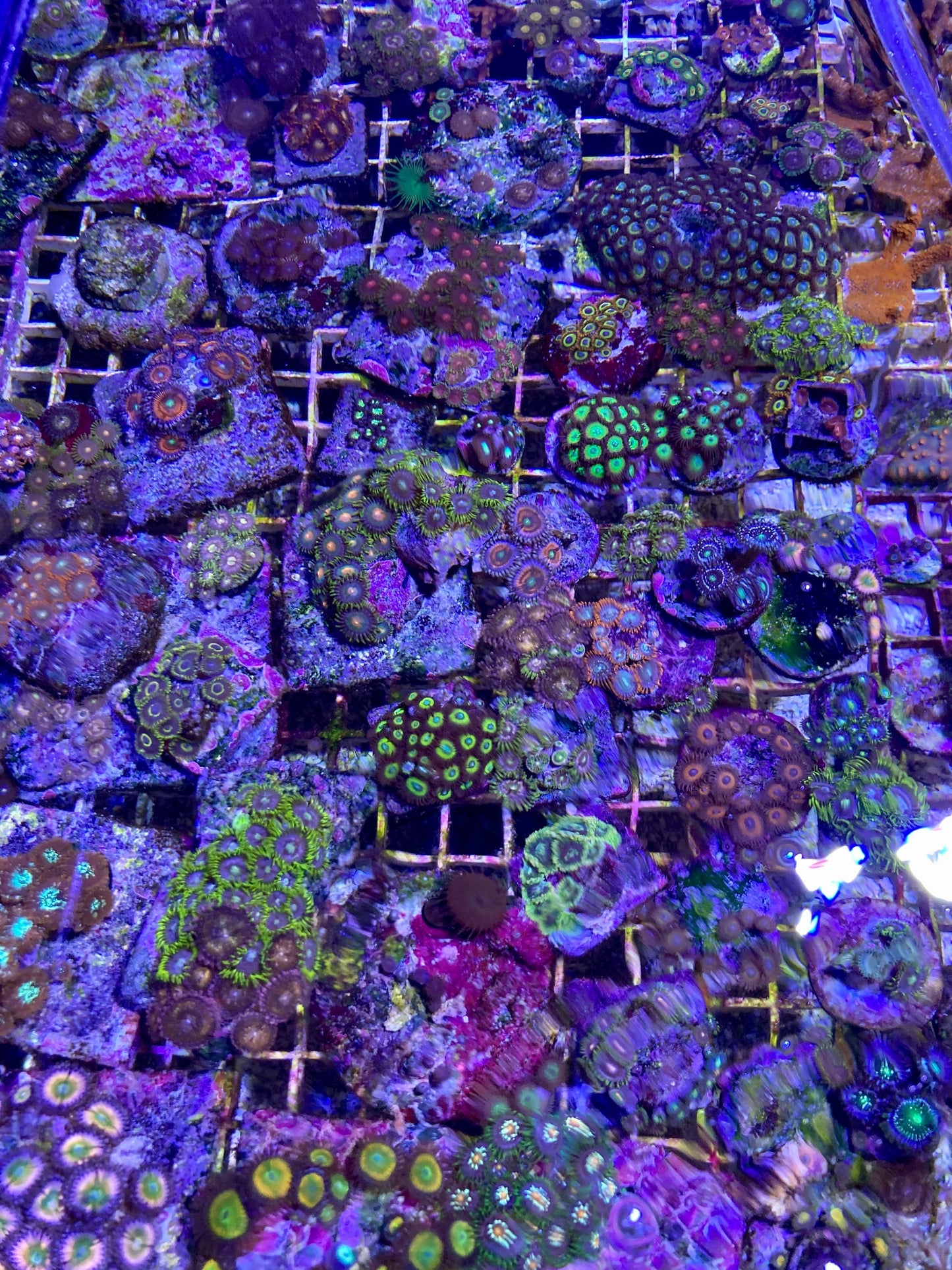 Fancy Assorted Zoanthids WorldofReefs.com