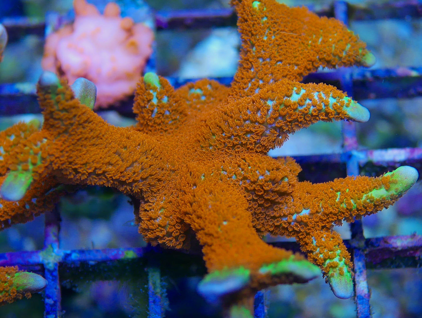 Forest Fire Montipora digitata WorldofReefs.com