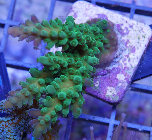 Green Acropora florida WorldofReefs.com