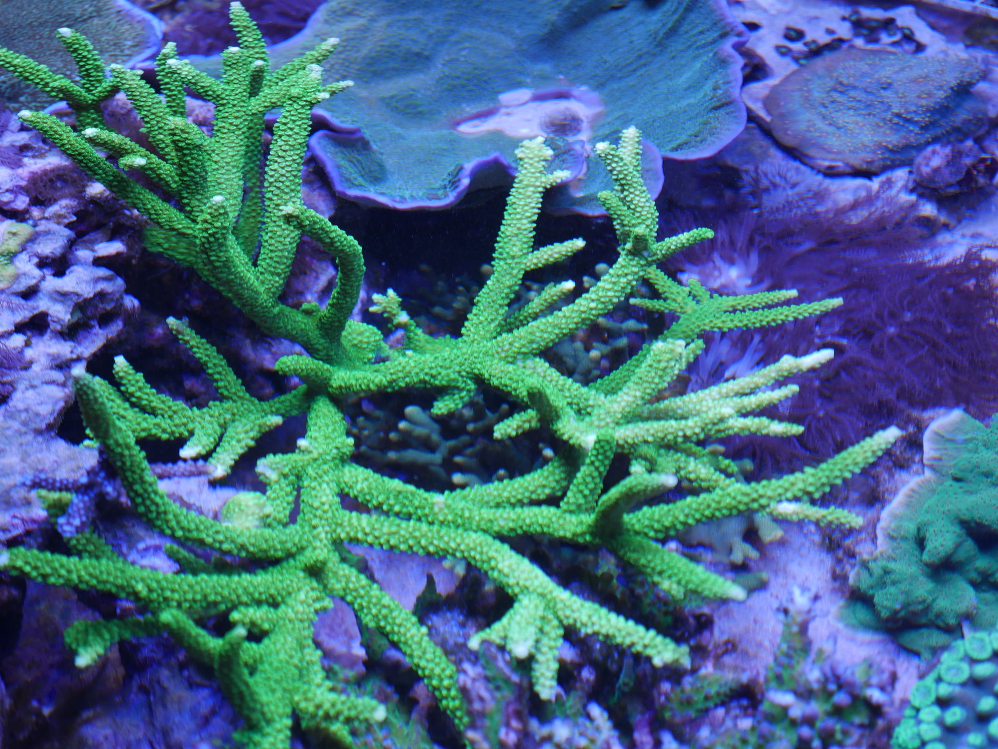 Green Bali Slimer Acropora WorldofReefs.com