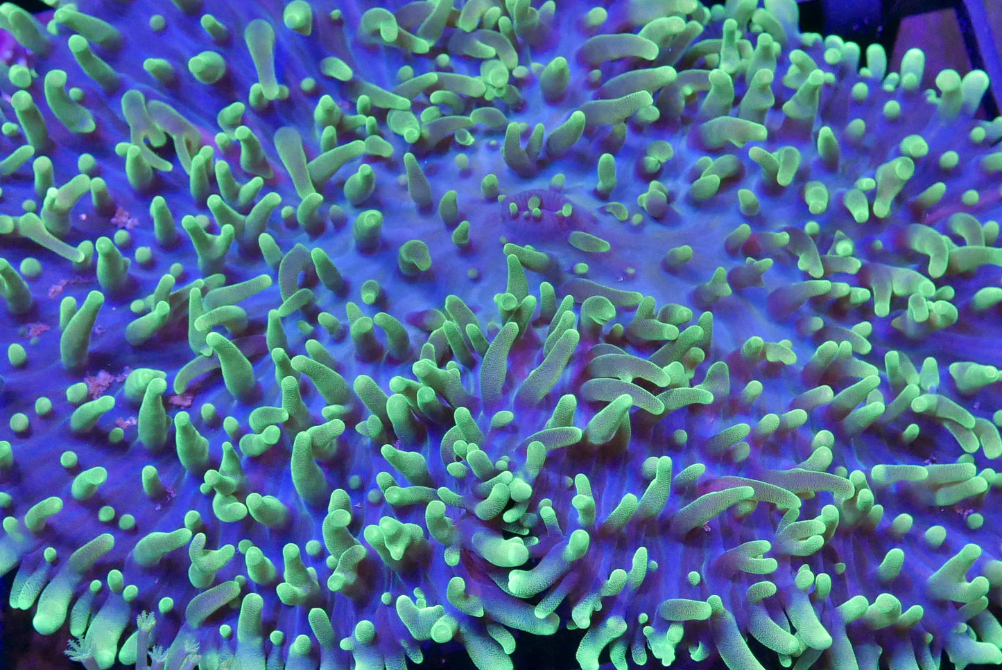 Glowing green coral