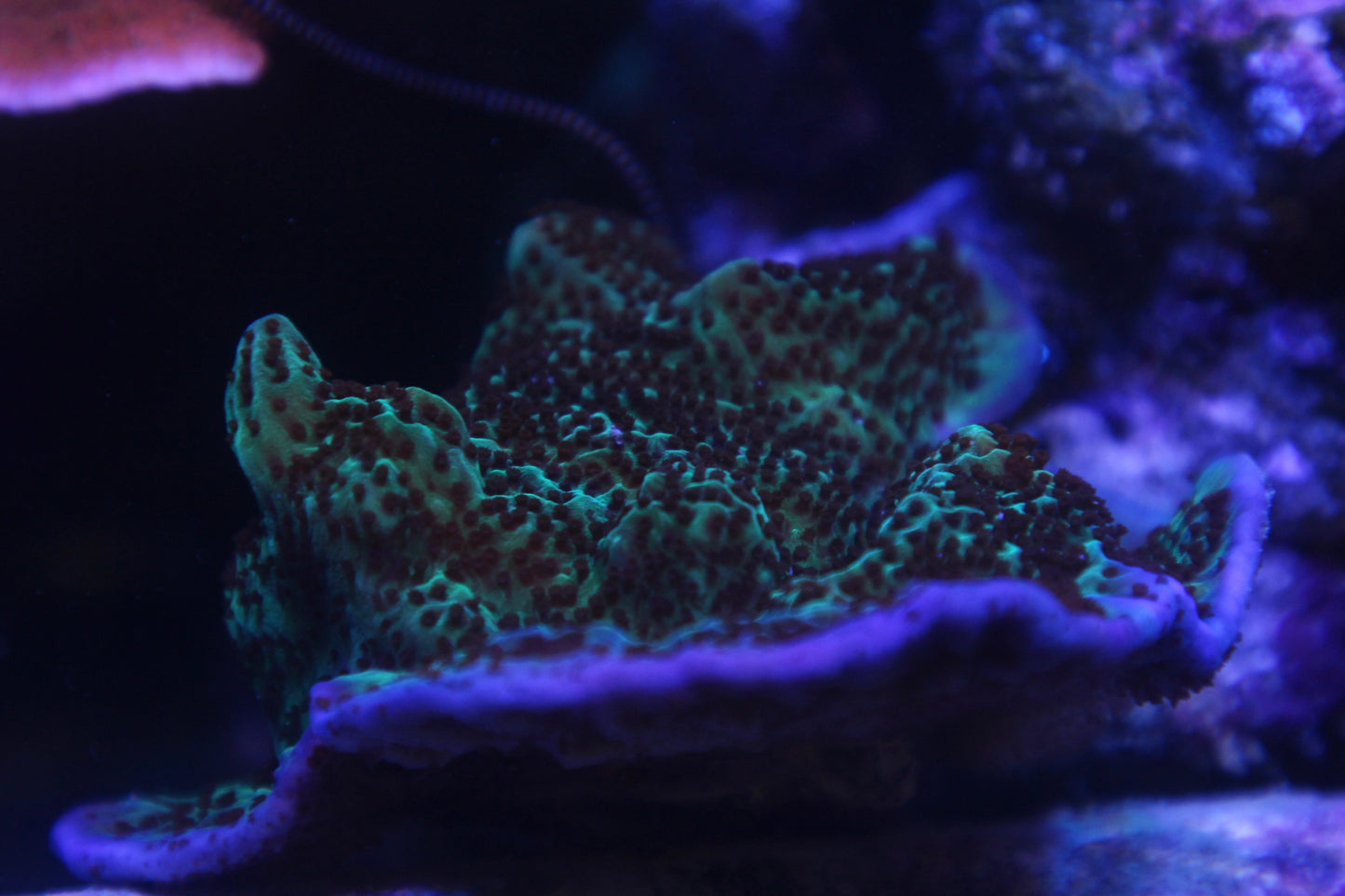 Jedi Mind Trick Montipora WorldofReefs.com