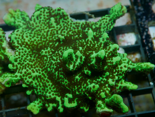 Montipora confusa WorldofReefs.com