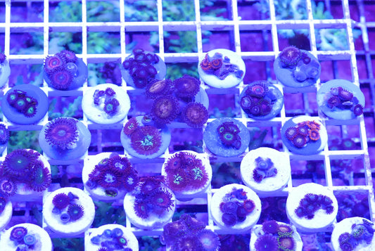 OVERSTOCK Corals WorldofReefs.com