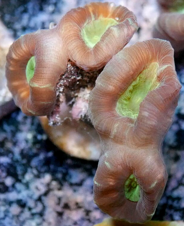 Coral trompeta/bastón de caramelo - Caulastrea sp.