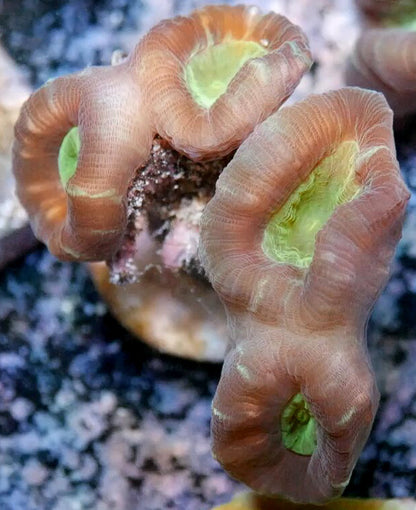 Trumpet/Candy Cane Coral- Caulastrea sp.