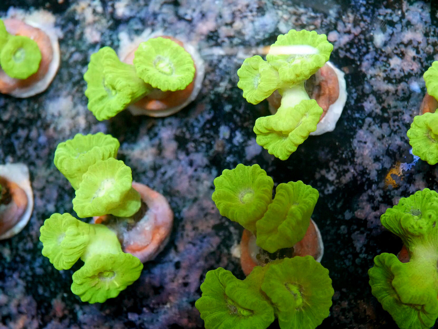 Coral trompeta/bastón de caramelo - Caulastrea sp.