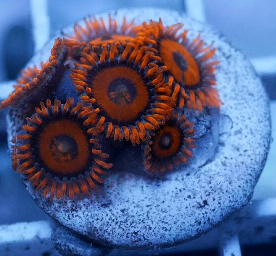 WYSIWYG- Orange Oxide Zoanthid