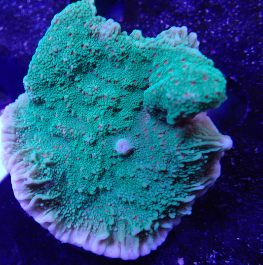 WYSIWYG- Season's Greetings Montipora undata