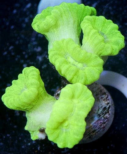 Coral trompeta/bastón de caramelo - Caulastrea sp.