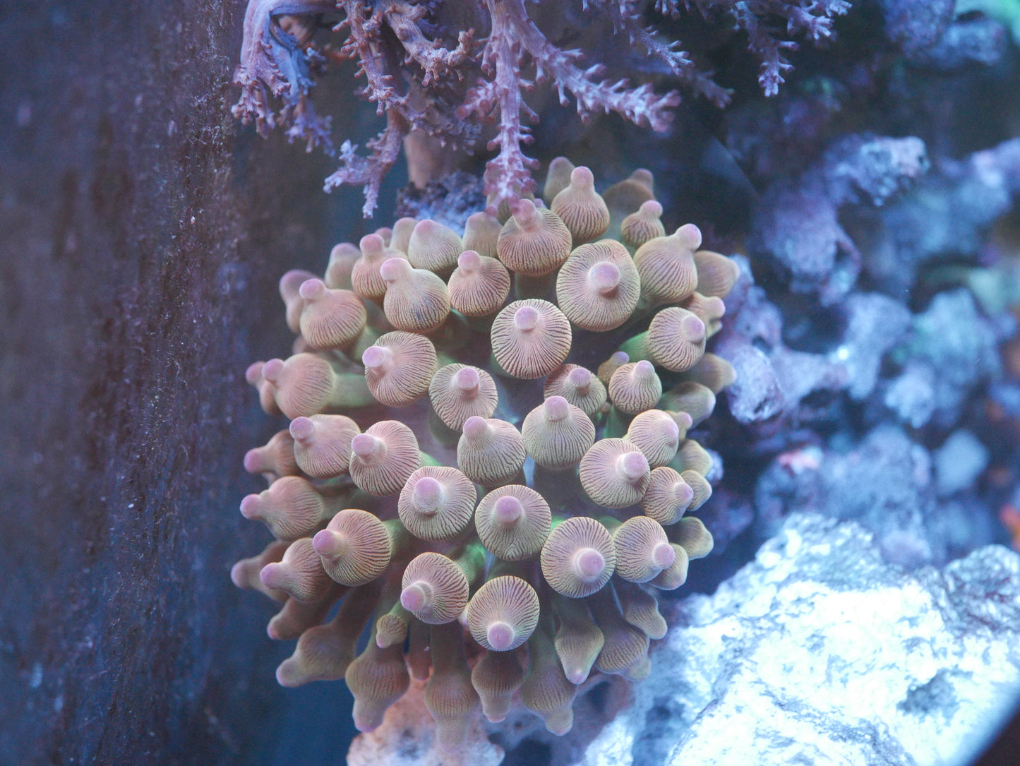 Cultured Rainbow Bubble Tip Anemone