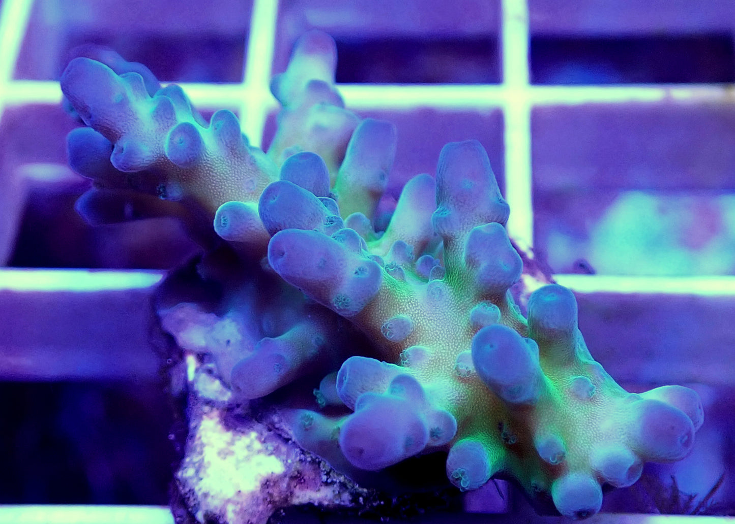 WYSIWYG-Medicine Man Acropora