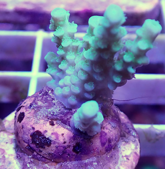 WYSIWYG-Small Green Acropora millepora