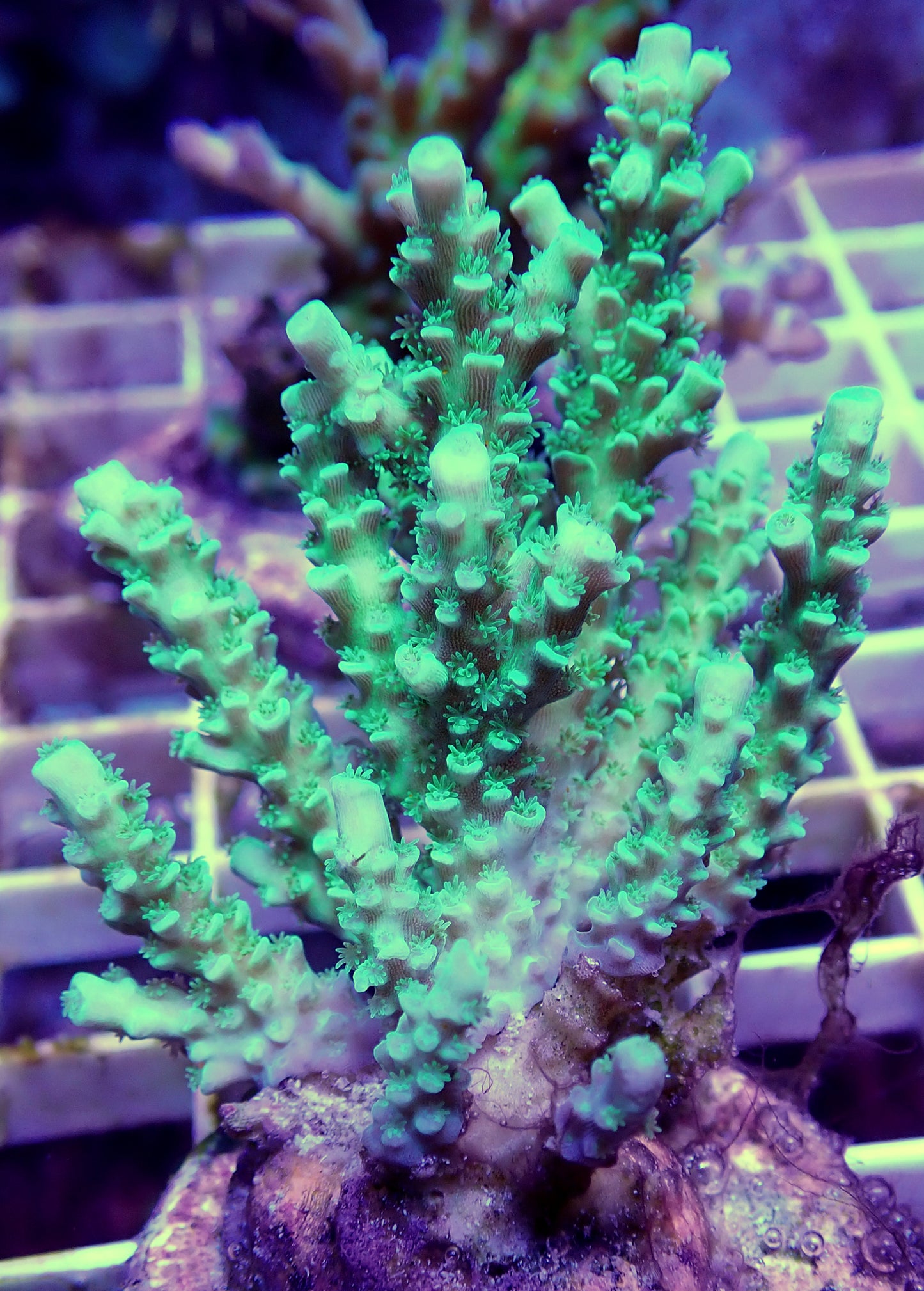 WYSIWYG- Green Acropora millepora